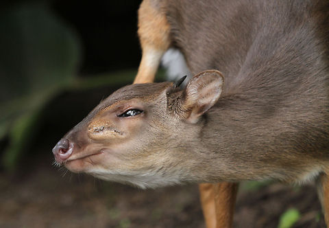Having a good scratch!  Blue Duiker,Geotagged,Philantomba monticola,South Africa,Spring