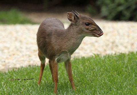 Blue Duiker The smallest of all antelopes Blue Duiker,Geotagged,Philantomba monticola,South Africa,Spring