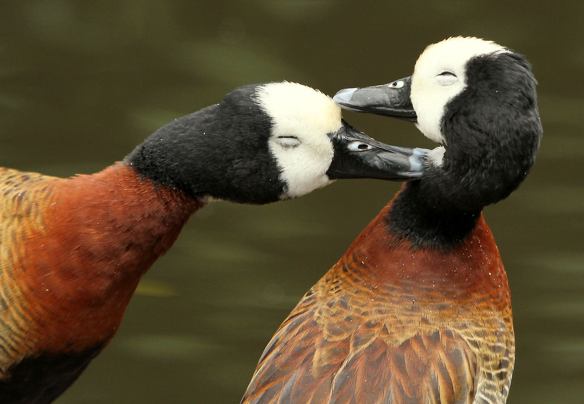 Love a duck!  Dendrocygna viduata,Geotagged,South Africa,Spring,White-faced Whistling Duck,water birds