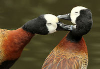 Love a duck!  Dendrocygna viduata,Geotagged,South Africa,Spring,White-faced Whistling Duck,water birds