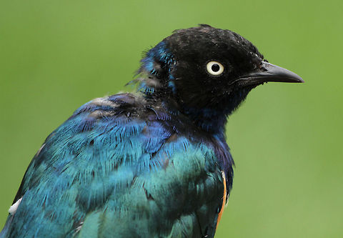 Superb Starling  Geotagged,Lamprotornis superbus,South Africa,Spring,Superb Starling