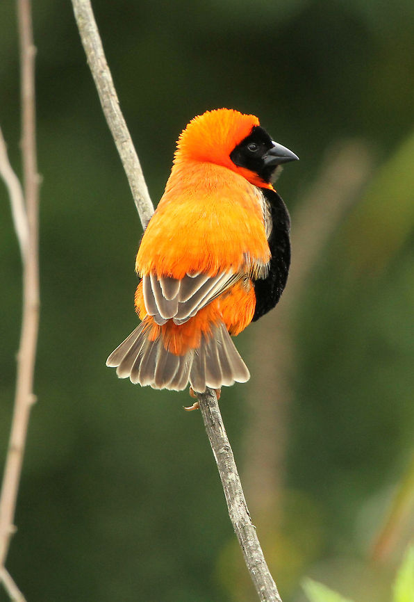Red Bishop In full mating plumage Euplectes orix,Geotagged,South Africa,Southern Red Bishop,Spring