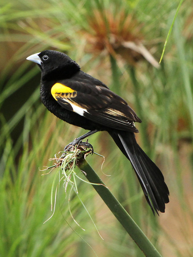 Widow Bird  Euplectes albonotatus,Geotagged,South Africa,Spring,White-winged Widowbird