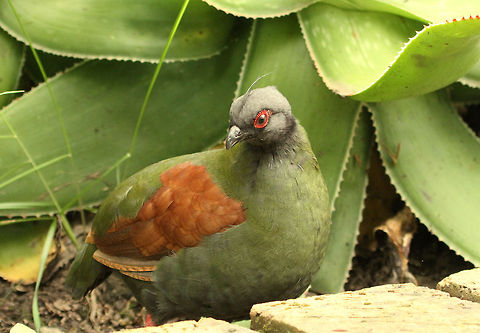 Roul-roul Partridge  Crested Partridge,Geotagged,Rollulus rouloul,South Africa,Spring