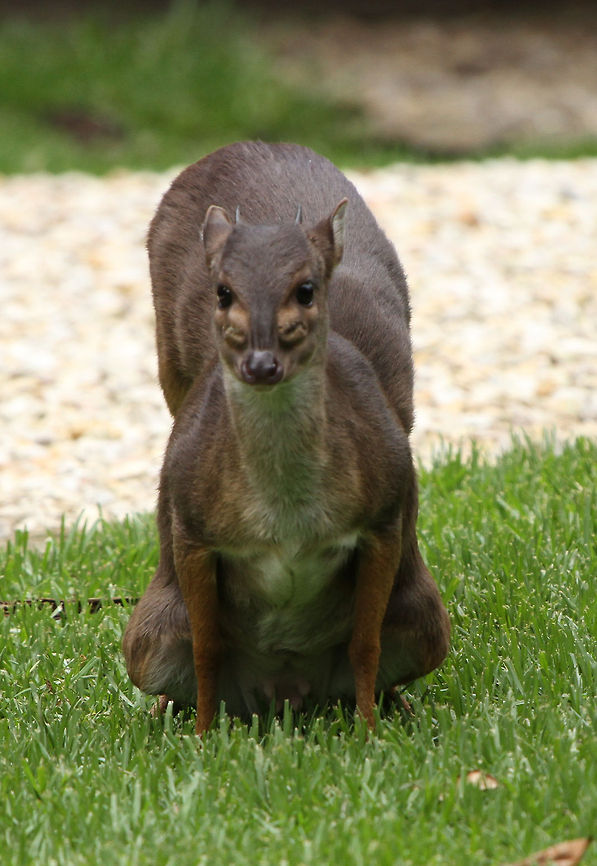 Work this one out!  Blue Duiker,Geotagged,Philantomba monticola,South Africa,Spring