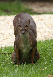 Work this one out!  Blue Duiker,Geotagged,Philantomba monticola,South Africa,Spring