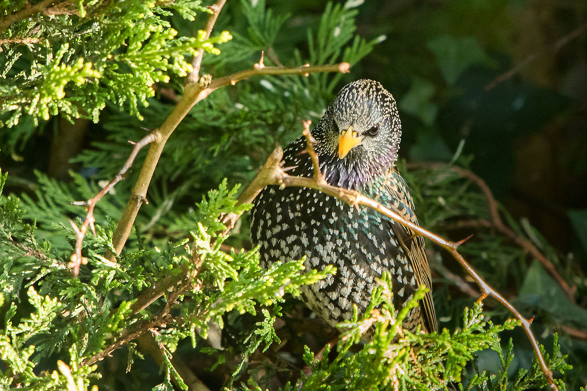 Common starling They always manage to look so angry! Common Starling,Geotagged,Isle of Wight,Sturnus vulgaris,United Kingdom,birds