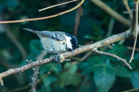 Coal tit It's taken me a long time to get a half decent photo of a coal tit, they are so fast, got lucky today! Coal tit,Geotagged,Isle of Wight,Periparus ater,United Kingdom,birds,tits
