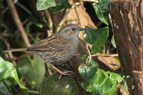 Dunnock or Hedge sparrow Fortunate enough to have a few of these in my garden. Dunnock,Geotagged,Isle of Wight,Prunella modularis,United Kingdom,birds