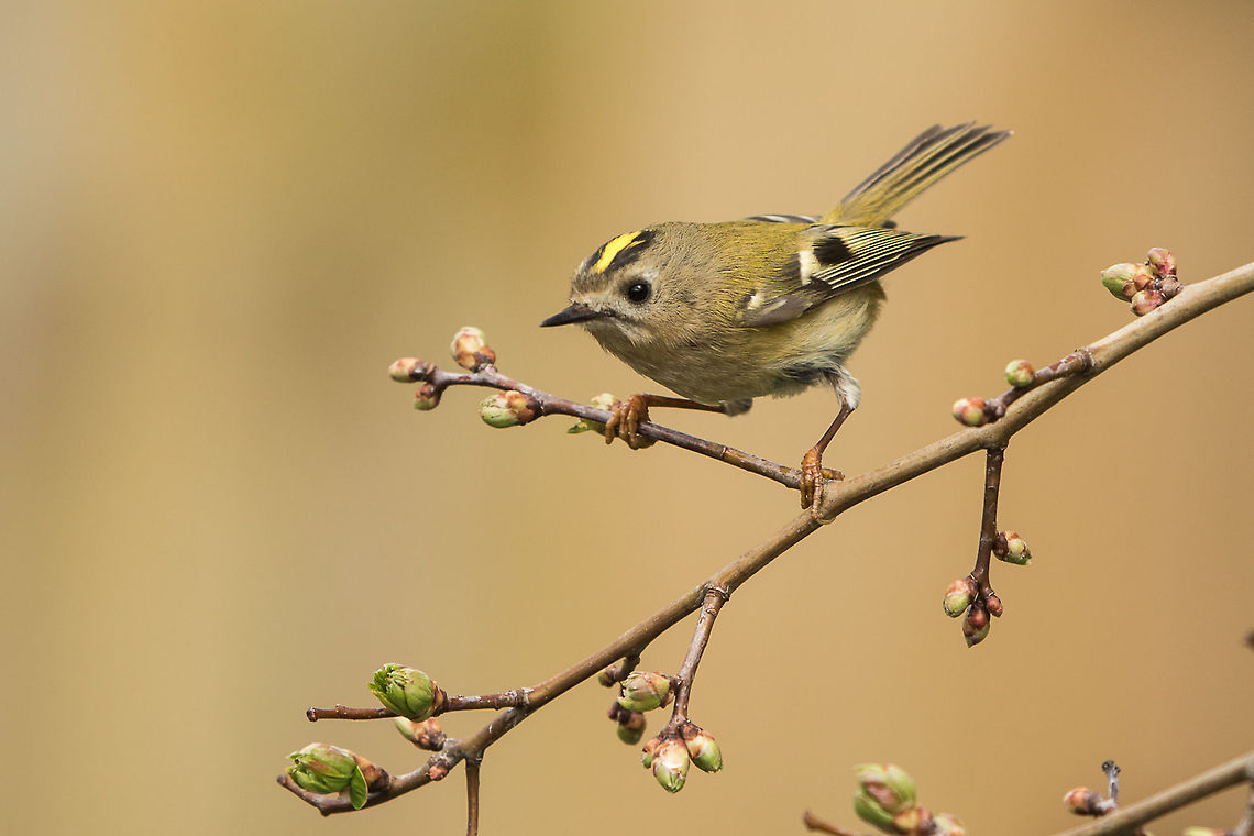 Goldcrest Absolutely over the moon to finally spot a Goldcrest, Britain&#039;s smallest bird, right outside my gate! I think it is a male. Geotagged,Goldcrest,Isle of Wight,Regulus regulus,United Kingdom,birds
