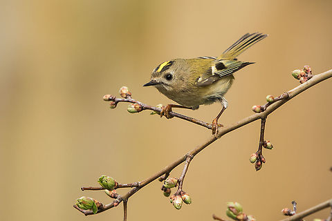 Goldcrest Absolutely over the moon to finally spot a Goldcrest, Britain's smallest bird, right outside my gate! I think it is a male. Geotagged,Goldcrest,Isle of Wight,Regulus regulus,United Kingdom,birds