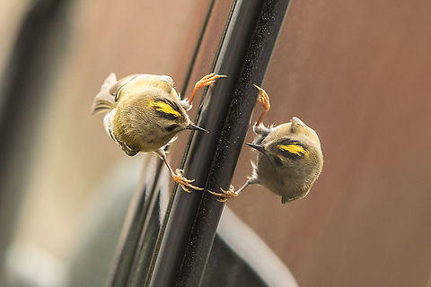 Goldcrest attacking my car! Poor thing was wearing itself out, so I had to cover my car! Geotagged,Goldcrest,Regulus regulus,United Kingdom,birds,crests,isle of wight