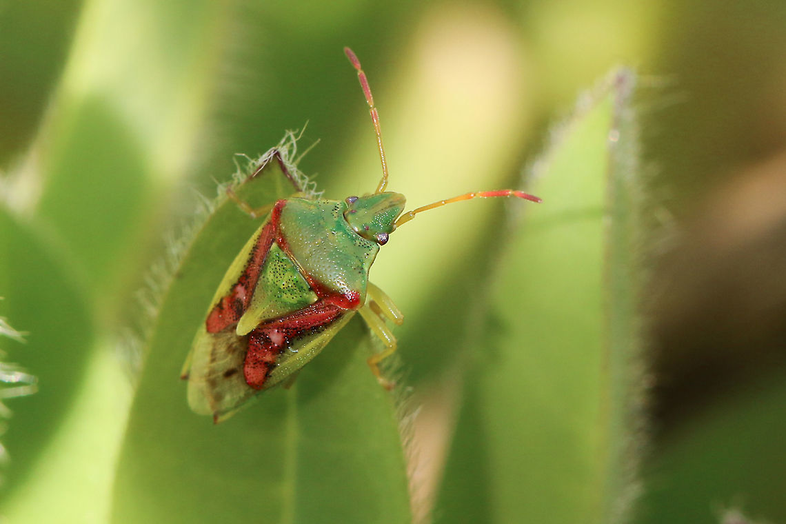 Juniper shield bug Not very many insects in my garden at the moment, so happy to see this pretty little thing! Cyphostethus tristriatus,Geotagged,Juniper shield bug,United Kingdom,bugs,insects,isle of wight