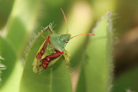 Juniper shield bug Not very many insects in my garden at the moment, so happy to see this pretty little thing! Cyphostethus tristriatus,Geotagged,Juniper shield bug,United Kingdom,bugs,insects,isle of wight