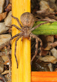 Rain Spider Found this enormous beastie in the house today. Its body length was a good 3cm plus legs if not more.  Geotagged,Palystes superciliosus,South Africa,Spring,south africa,spiders