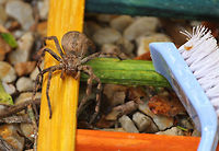 Rain Spider This photo give you an idea of its size..this is a standard washing up brush on the right (which I used to remove it from the house) Geotagged,Palystes superciliosus,South Africa,Spring,spiders