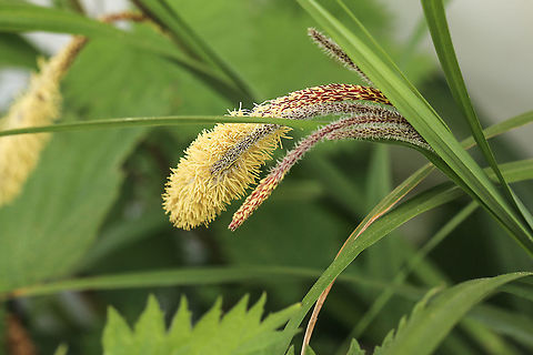 Carex Pendula - Pendulous Sedge Found in my garden, having not noticed it in bloom before. I have been advised to remove it at it spreads. However, I am sure it was here last year and has not spread further, so quite happy to leave it. Carex pendula,Geotagged,United Kingdom,grasses,isle of wight,plants,sedges