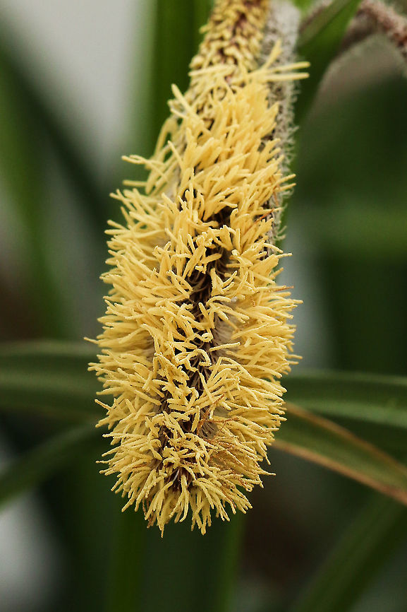 Carex Pendula - Pendulous Sedge close up of seeds  Carex pendula,Geotagged,Seges,United Kingdom,grasses,isle of wight,plants