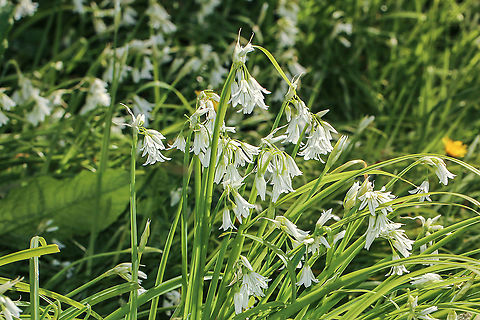 Three-cornered leek There is a profusion of this plant outside my garden gate. Although described as a leek and tasting of chives, it has an overwhelming aroma of garlic.
All of the plant is edible. The young plants can be uprooted when found in profusion and treated as baby leeks or spring onion, the leaves and flowers can be used in salads or the leaves in soups or stews, the more mature onion like roots can be used as onion or garlic. Allium triquetrum,Geotagged,Isle of Wight,Three-cornered leek,United Kingdom,bulbs,plants