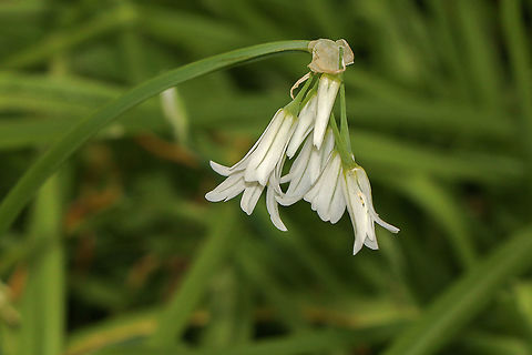 Three-cornered leek Close up of the flower Allium triquetrum,Geotagged,Three-cornered leek,United Kingdom,bulbs,isle of wight,plants