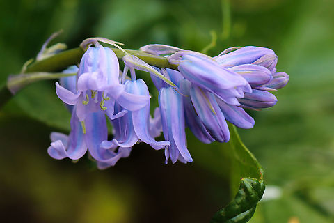 Hybrid bluebell Growing in my garden Geotagged,Hyacinthoides × massartiana,United Kingdom,bulbs,isle of wight,plants,wildflowers