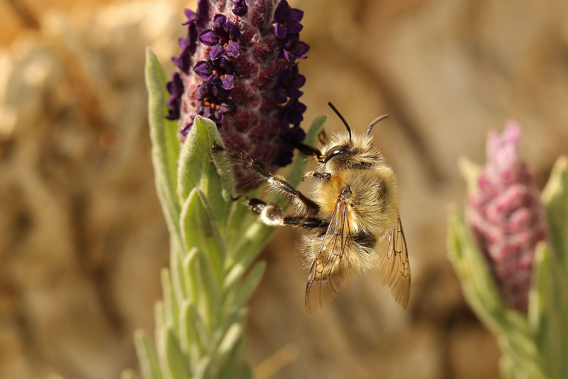 Hairy-footed flower bee (male) Found this little beauty on my lavender. What a lovely name it has! Anthophora plumipes,Geotagged,United Kingdom,bees,insects,isle of wight