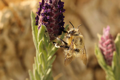 Hairy-footed flower bee (male) Found this little beauty on my lavender. What a lovely name it has! Anthophora plumipes,Geotagged,United Kingdom,bees,insects,isle of wight