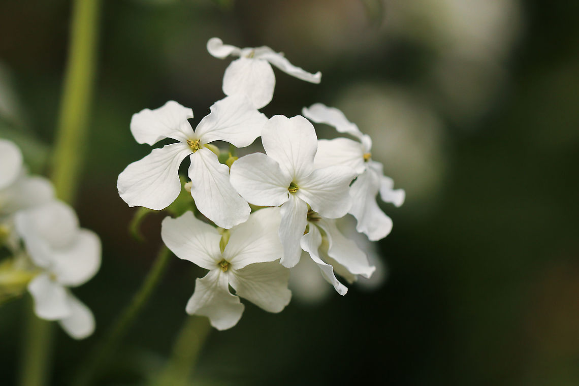 Sweet honesty  Annual honesty,Geotagged,Lunaria annua,United Kingdom,annuals,isle of wight,plants,seeds