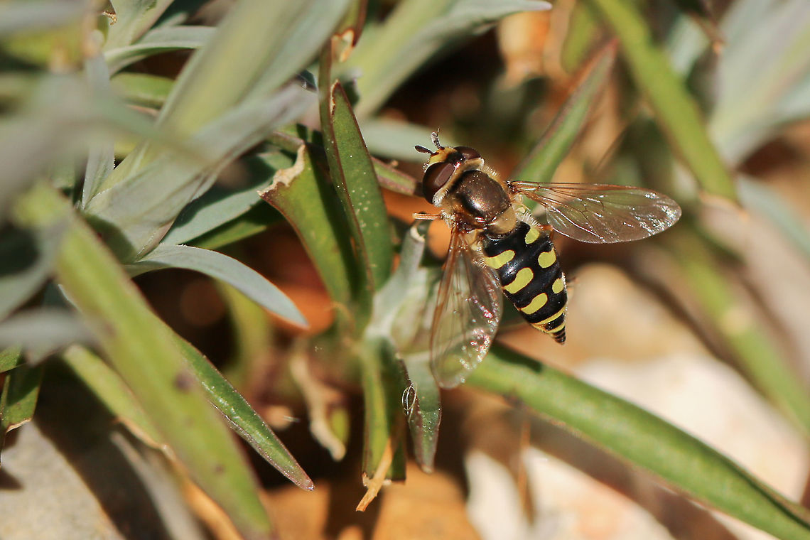 Eupeodes luniger (female) Watched this lovely girl as she laid her eggs on a bramble in the garden, so that&#039;s one bramble I shall not be removing!<br />
<figure class="photo"><a href="https://www.jungledragon.com/image/92471/eupeodes_luniger_laying_her_eggs.html" title="Eupeodes luniger laying her eggs"><img src="https://s3.amazonaws.com/media.jungledragon.com/images/574/92471_thumb.jpg?AWSAccessKeyId=05GMT0V3GWVNE7GGM1R2&Expires=1767225610&Signature=gGP6WADWsMy%2FJAiVWCe2Y24MpYM%3D" width="200" height="134" alt="Eupeodes luniger laying her eggs Not the best photo of the hoverfly, but you can just see her eggs.<br />
https://www.jungledragon.com/image/92470/eupeodes_corollae_female.html Eupeodes luniger,Geotagged,United Kingdom,hoverflies,insects,isle of wight" /></a></figure> Eupeodes luniger,Geotagged,United Kingdom,hoverflies,insects,isle of wight