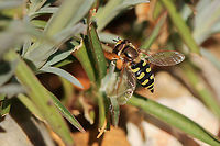 Eupeodes luniger (female) Watched this lovely girl as she laid her eggs on a bramble in the garden, so that's one bramble I shall not be removing!<br />
https://www.jungledragon.com/image/92471/eupeodes_corollae_laying_her_eggs.html Eupeodes luniger,Geotagged,United Kingdom,hoverflies,insects,isle of wight