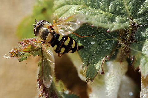 Eupeodes luniger laying her eggs Not the best photo of the hoverfly, but you can just see her eggs.
https://www.jungledragon.com/image/92470/eupeodes_corollae_female.html Eupeodes luniger,Geotagged,United Kingdom,hoverflies,insects,isle of wight