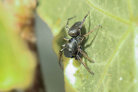Heliophanus cupreus Finally, my first British Salti! Really struggled to get decent photos as a bit out of practice (and just a bit shaky with excitement!). About 4mm.
https://www.jungledragon.com/image/92532/pure_gold.html Geotagged,Heliophanus cupreus,Salticidae,United Kingdom,heliophanus,heliophanus cupreus,isle of wight,spiders