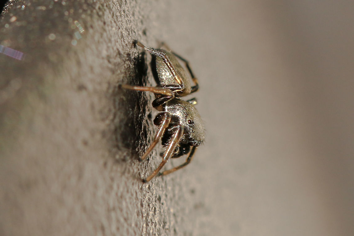 Pure gold! As it&#039;s name suggests, this little Salti has a metallic sheen. Quite spectacular!<br />
<figure class="photo"><a href="https://www.jungledragon.com/image/92531/heliophanus_cupreus.html" title="Heliophanus cupreus"><img src="https://s3.amazonaws.com/media.jungledragon.com/images/574/92531_thumb.jpg?AWSAccessKeyId=05GMT0V3GWVNE7GGM1R2&Expires=1767225610&Signature=iCQpNehCK0Ff4yaCN6nxZ0eq3Kg%3D" width="200" height="134" alt="Heliophanus cupreus Finally, my first British Salti! Really struggled to get decent photos as a bit out of practice (and just a bit shaky with excitement!). About 4mm.<br />
https://www.jungledragon.com/image/92532/pure_gold.html Geotagged,Heliophanus cupreus,Salticidae,United Kingdom,heliophanus,heliophanus cupreus,isle of wight,spiders" /></a></figure> Geotagged,Heliophanus cupreus,Salticidae,United Kingdom,heliophanus,heliophanus cupreus,isle of wight,spiders