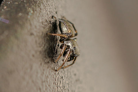 Pure gold! As it's name suggests, this little Salti has a metallic sheen. Quite spectacular!
https://www.jungledragon.com/image/92531/heliophanus_cupreus.html Geotagged,Heliophanus cupreus,Salticidae,United Kingdom,heliophanus,heliophanus cupreus,isle of wight,spiders