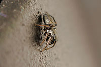 Pure gold! As it's name suggests, this little Salti has a metallic sheen. Quite spectacular!<br />
https://www.jungledragon.com/image/92531/heliophanus_cupreus.html Geotagged,Heliophanus cupreus,Salticidae,United Kingdom,heliophanus,heliophanus cupreus,isle of wight,spiders