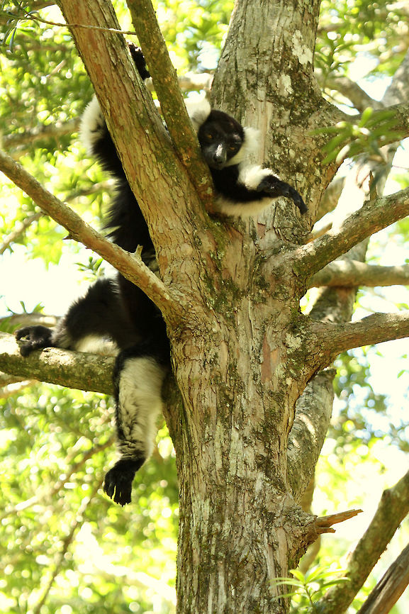 Chilled? It was well over 30 deg in our little corner of South Africa today and even the lemurs were feeling it! Black-and-white ruffed lemur,Geotagged,South Africa,Spring,Varecia variegata