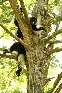 Chilled? It was well over 30 deg in our little corner of South Africa today and even the lemurs were feeling it! Black-and-white ruffed lemur,Geotagged,South Africa,Spring,Varecia variegata