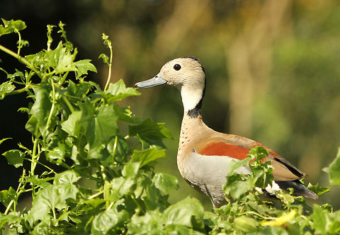 Ringed Teal  Callonetta leucophrys,Geotagged,Ringed Teal,South Africa,Spring,ducks,water birds