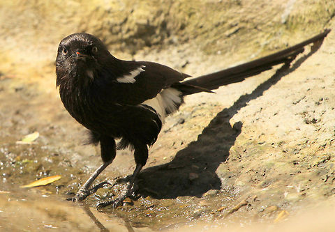 Shrike  Geotagged,Lanius schach,Long-tailed Shrike,Magpie Shrike,South Africa,Spring,Urolestes melanoleucus