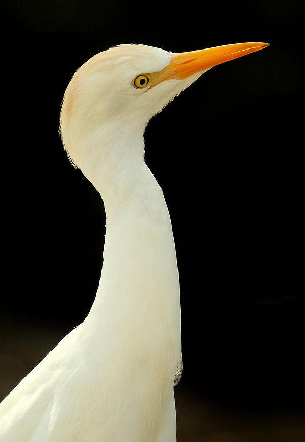 Egret  Bubulcus ibis,Cattle Egret,Geotagged,South Africa,Spring,water birds