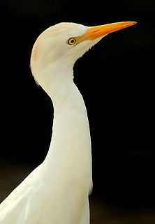 Egret  Bubulcus ibis,Cattle Egret,Geotagged,South Africa,Spring,water birds