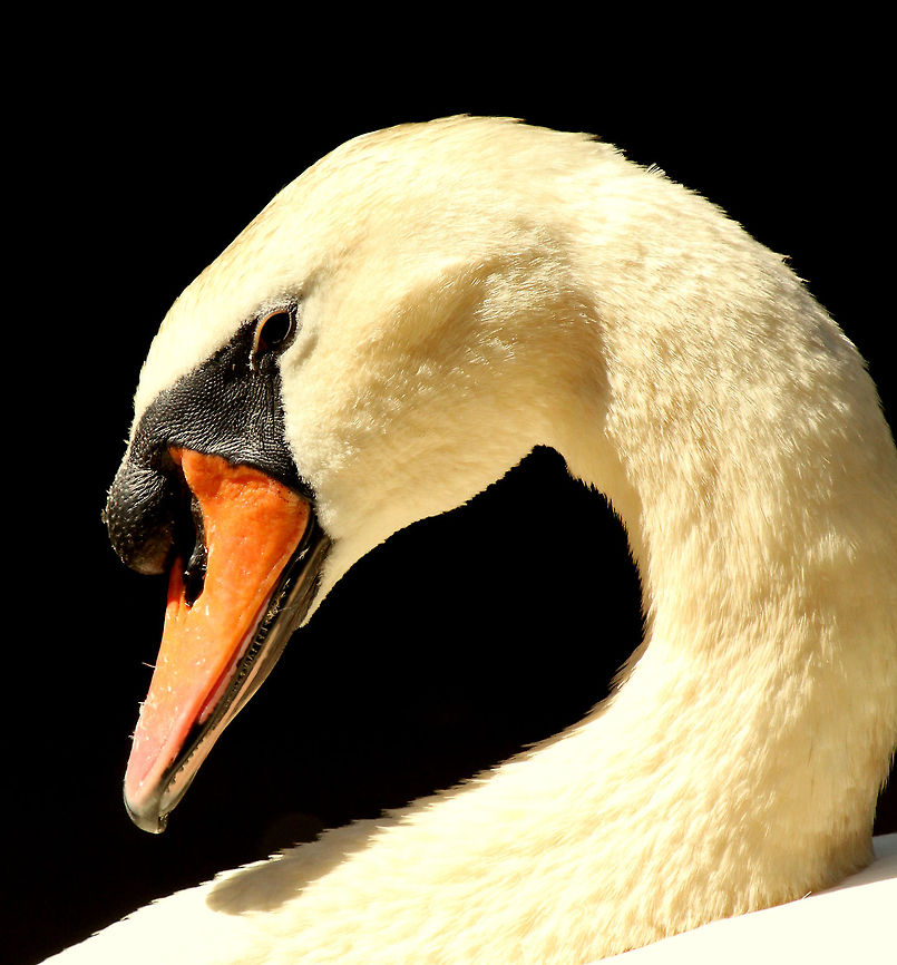 Mute swan  Cygnus olor,Geotagged,Mute Swan,South Africa,Spring,water birds
