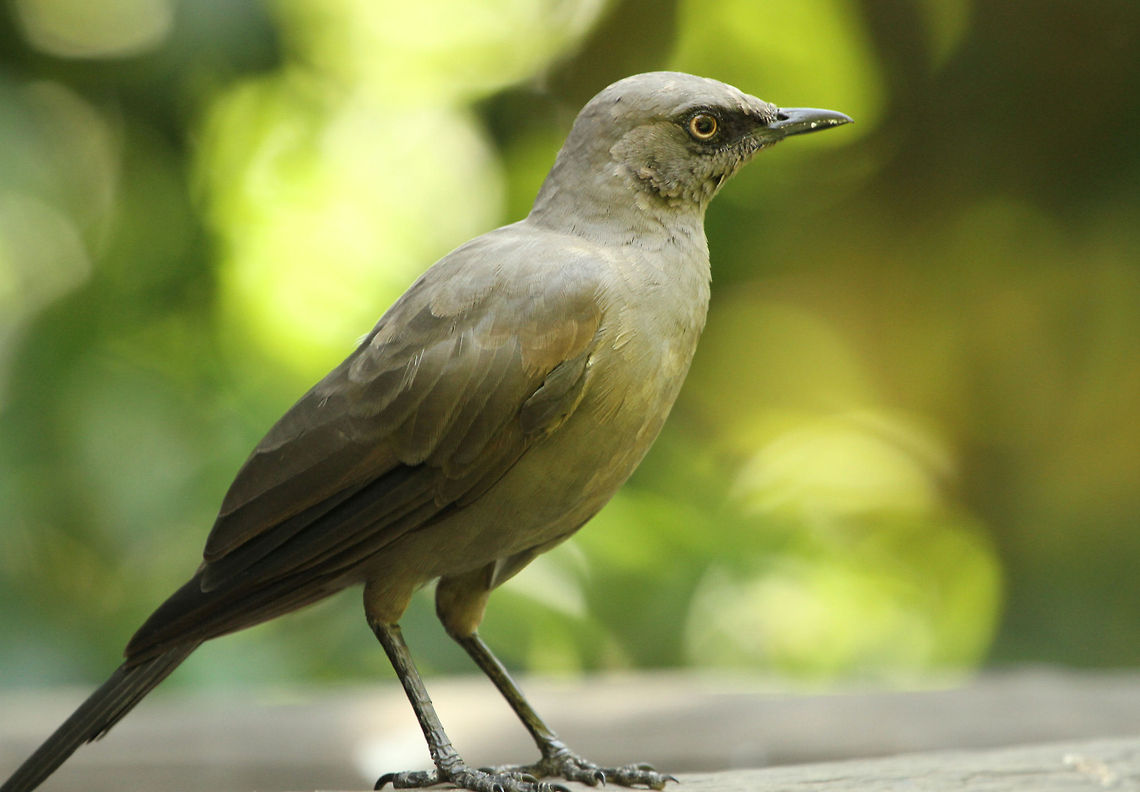 Ashy starling  Ashy Starling,Cosmopsarus unicolor,Geotagged,South Africa,Spring