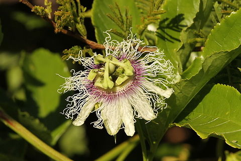 Alien plant? Such a weird looking flower! This is the flower of the passion fruit vine, also known as grenadilla in South Africa. That little nobule in the centre of the flower is what eventually becomes the fruit. Geotagged,Grenadilla,Maracujá,Passiflora edulis,Passion fruit,South Africa,Spring