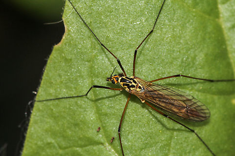 Spotted crane fly Found this in the garden yesterday, prettiest crane fly I have ever seen! Crane Flies,Geotagged,Isle of Wight,Nephrotoma appendiculata,Spotted Crane Fly,United Kingdom,insects