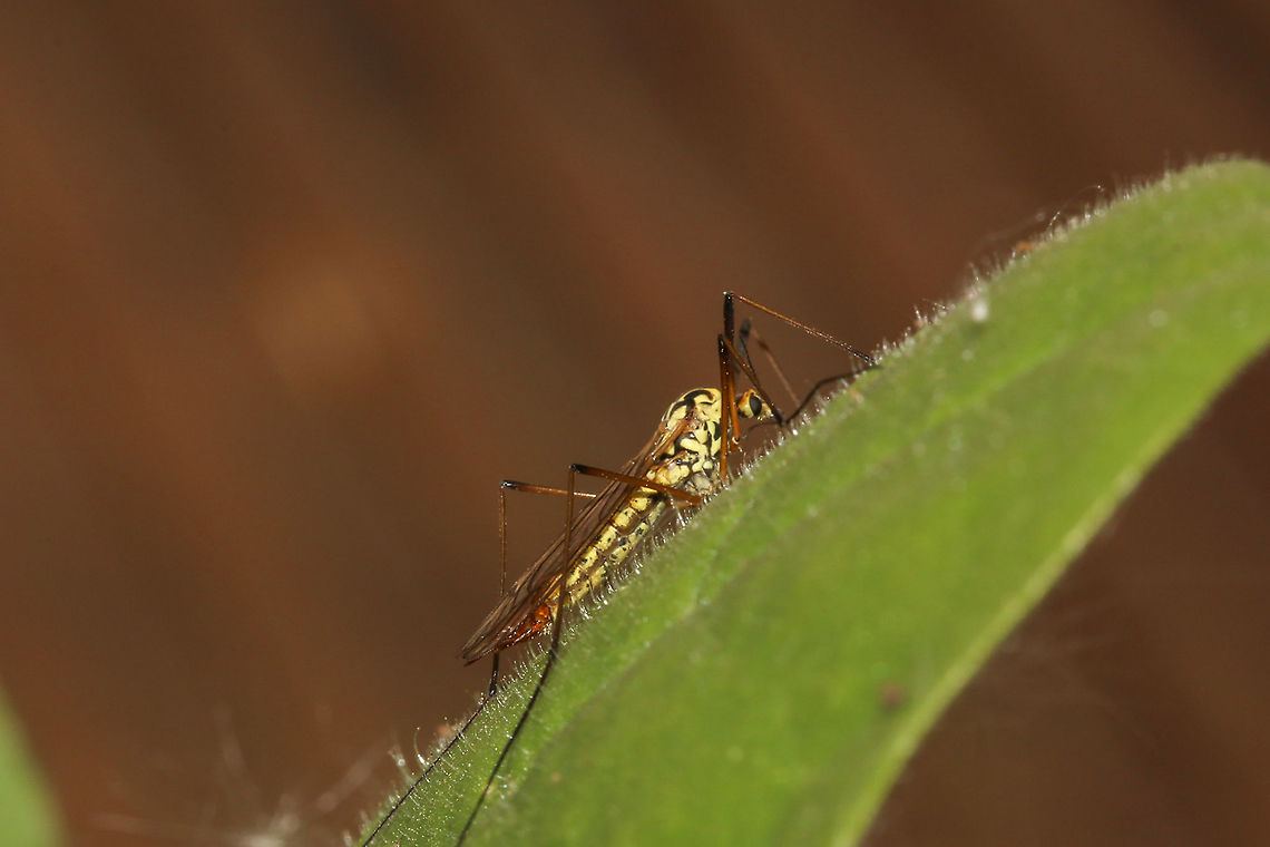 Spotted crane fly, side view  Geotagged,Nephrotoma appendiculata,Spotted crane fly,United Kingdom,crane flies,insects,isle of wight