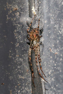 Metellina merianae A member of the tetragnathid group of spiders. I found this one under the lid of my compost bin. Geotagged,Metellina merianae,Tetragnathidae,United Kingdom,isle of wight,spiders