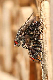 Pair of house flies making babies Making use of my bug hotel! Geotagged,Housefly,Musca domestica,United Kingdom,flies,insects,isle of wight