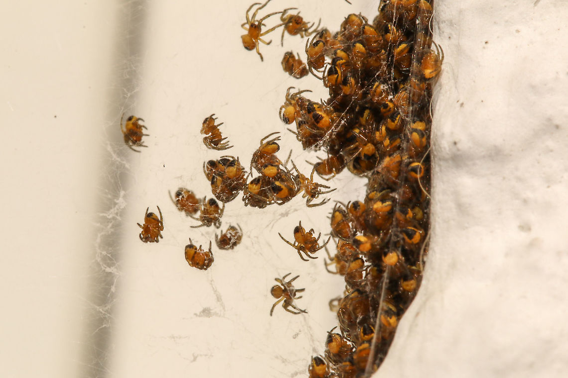 Baby garden spiders Currently living outside my bedroom window. Don't think I will be opening that window just yet! Araneus diadematus,European garden spider,Geotagged,United Kingdom,isle of wight,spiderlings,spiders