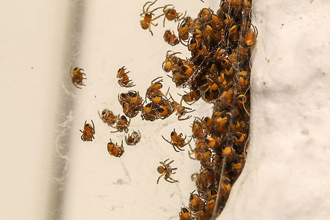 Baby garden spiders Currently living outside my bedroom window. Don't think I will be opening that window just yet! Araneus diadematus,European garden spider,Geotagged,United Kingdom,isle of wight,spiderlings,spiders